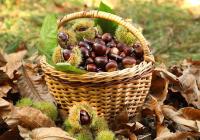 Menu domenicale del 27 ottobre 2024